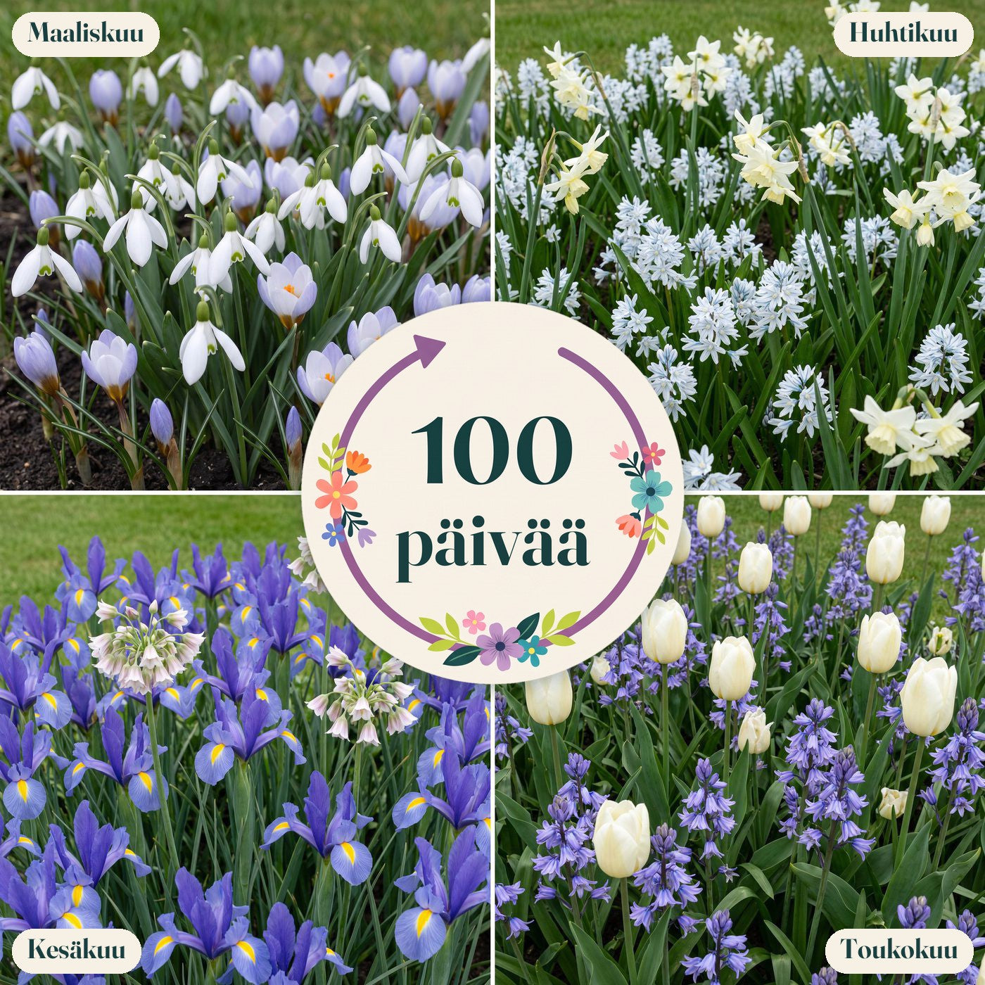 Valmis kukkapenkki '100 päivää – sininen & valkoinen' (1 m²)